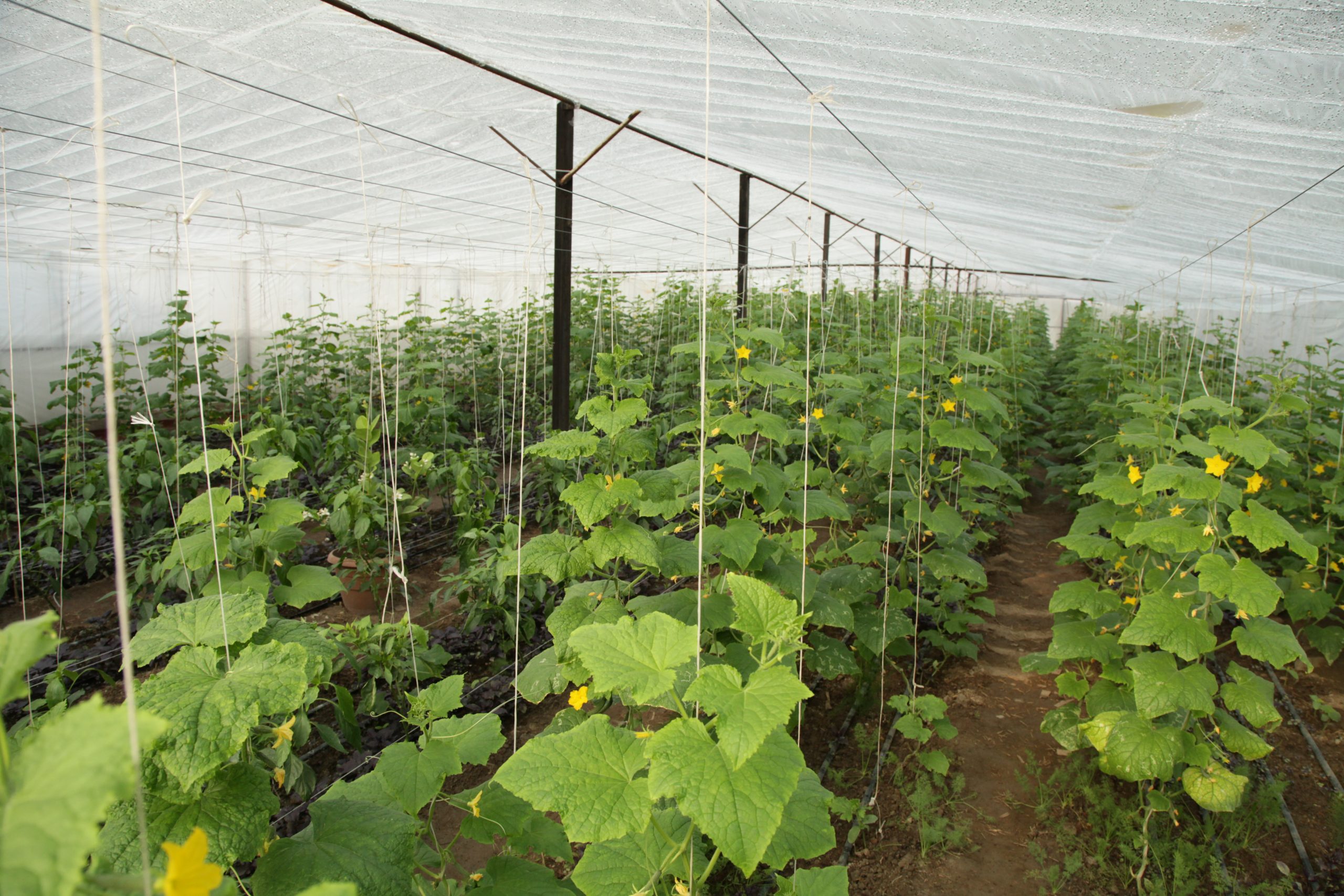 Vegetable plantation